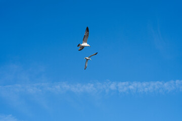 Seagulls flying in the blue sky with white clouds