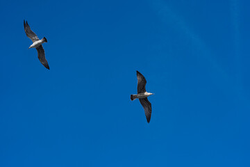 Seagulls flying in the blue sky with white clouds