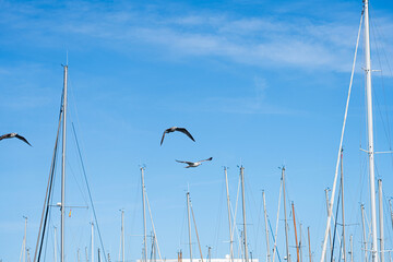Seagulls flying in the blue sky with white clouds