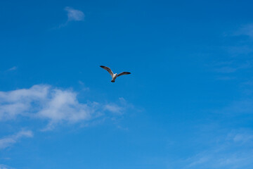Seagulls flying in the blue sky with white clouds