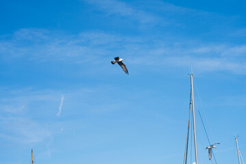 Seagulls flying in the blue sky with white clouds