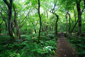fine spring path through old trees
