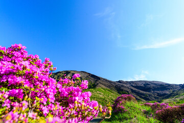 Fototapeta premium 絶景ミヤマキリシマの花 「あの日の感動を、永遠に。圧倒的な桃源郷に生命力を飾る。」 (阿蘇市ミヤマキリシマ観光スポット) Spectacular Miyamakirishima Flowers 