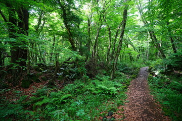 fine spring path through old trees