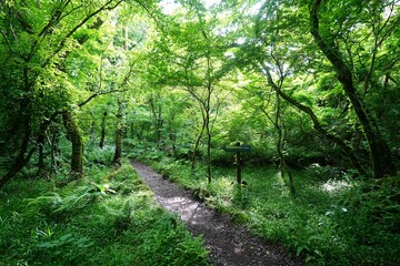 fine spring path in the delightful sunlight