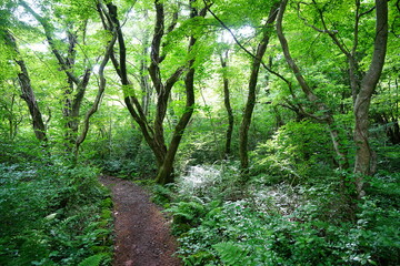glittering spring forest and path