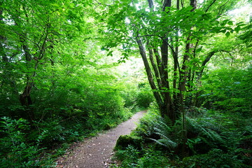 fine spring path in the delightful sunlight