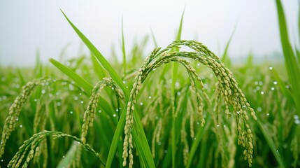 Close-up shot showcases vibrant green rice plants with delicate water droplets, creating a serene and natural agricultural scene, emphasizing the beauty of the harvest