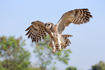 A beautiful Verreaux's eagle-owl flying in the forest.
