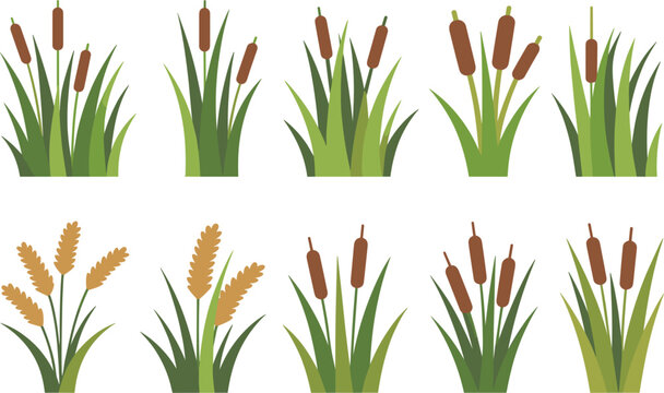 Set of green cattails and marsh reeds in various clusters for nature and pond vector illustration