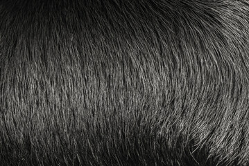 Labrador retriever dog hair macro photo as a background.