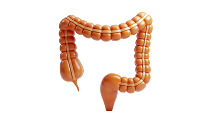 3D Model of Human Colon