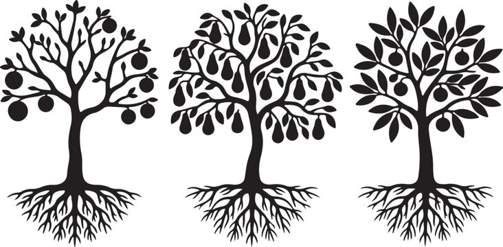 Detailed black and white line art illustrations of three unique fruit trees with prominent roots, representing natural cycles, growth, and sustainable ecosystems