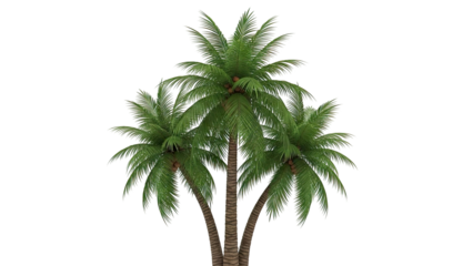 Three Coconut Palm Trees with Coconuts on a White Background