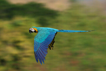 Colorful Blue and Gold Macaw flying in the sky. Free flying bird
