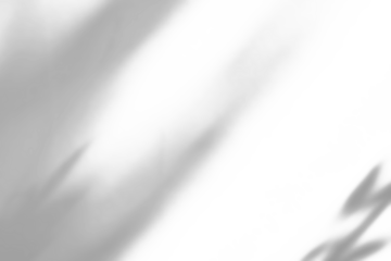 Abstract natural tree branch leaves shadow on white wall background