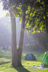 morning in the forest