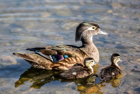 Wood duck momma with her baby ducklings swimming in Santee Lakes San Diego California