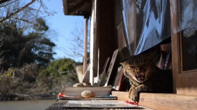 長岳寺のトラ猫（奈良県天理市, 2025年12月）