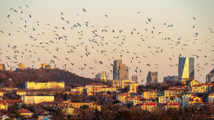 Flock of Birds Over Urban Skyline at Sunset