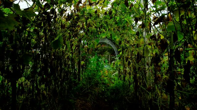Walking inside arch shaped trellis full of withering cucumber plants and moving camera up closer toward last cucumber hanging from dying vine