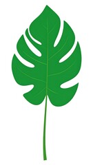 A large green leaf with holes and cuts on a white background