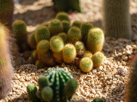 Close-up photo of a small golden ball cactus (Parodia leninghausii) growing in golden hues
