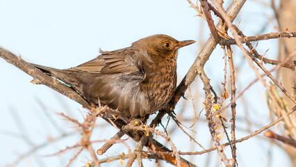 robin on a branch