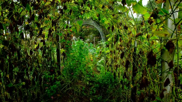 Moving camera backward showing arch shaped trellis full of withering cucumber plants and its dying vines tangled to cattle panels