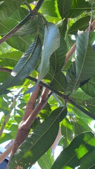 green leaves on a tree