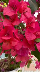 red rose on a red background