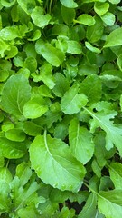 green leaves background