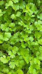 green maple leaves