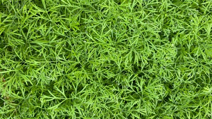 green grass background