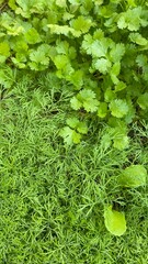 green leaves background