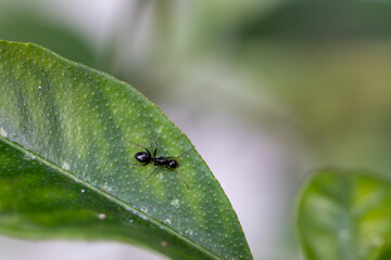 Black ant on green leaf surface in natural light