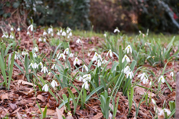 スノードロップ　Snowdrop