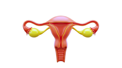 3D Rendered Human Female Reproductive System Anatomy