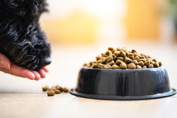 A close-up of a dog"s nose near a bowl of dry pet food, with a hand gently approaching, illustrating a moment of care and feeding.