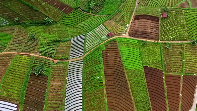 Village Green Hills Vertical Shoot in Java, Indonesia Full of Vegetable Garden Areas