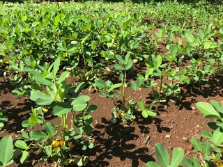 Obraz premium vegetable garden bed