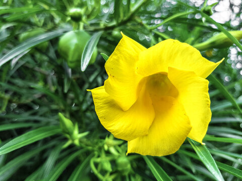 Cascabela Thevetia (yellow oleander) with bright yellow petals, showcasing its vibrant beauty. The backdrop features lush green foliage with a soft bokeh effect.