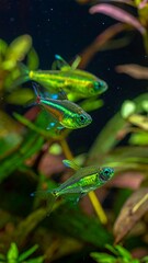 Small, iridescent neon tetra fish swim amongst vibrant green and burgundy aquarium plants against a dark background