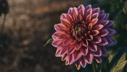 Flower blooms in bright colors with sunlight shining in a garden during summer season