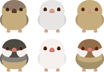 文鳥　雛・成鳥