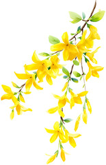 Obraz premium Golden Forsythia Branch Watercolor Set - Vibrant Yellow Spring Flowers and Golden Bell Floral Elements for Seasonal Design