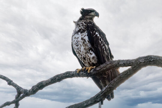 bald eagle in the tree with a clean background - Powered by Adobe