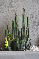 Cactus plants in indoor planter with stones and wall