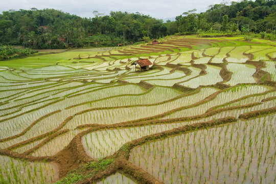 Beautiful terraced rice fields in Cijati, Cilacap, Indonesia with traditional huts and lush green hills.