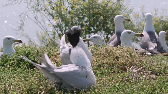 Seagulls and terns on a grassy nest